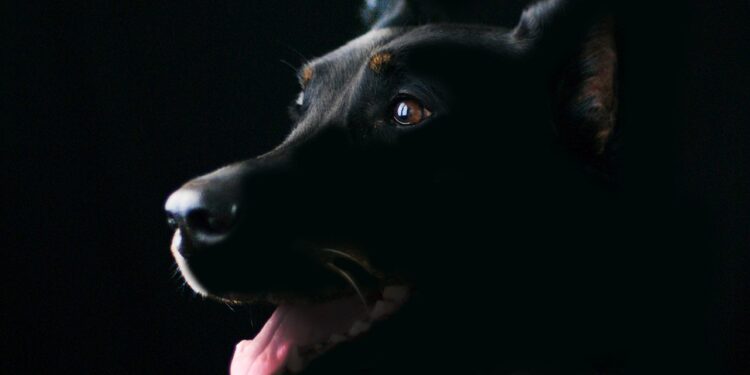 Top Tips for Enhancing Your Dog's Wellness Every Day