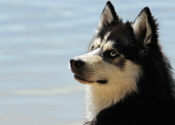 Healthier Pooch