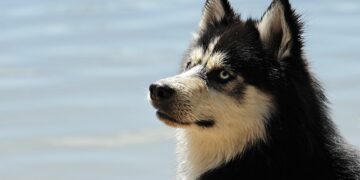 Healthier Pooch