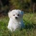 The Best Small Hypoallergenic Dogs That Are Calm for City Living