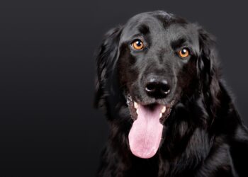 Revolutionize Your Dog's Diet: Nutritional Advice for Optimal Health Care