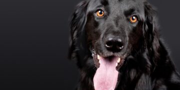 Revolutionize Your Dog's Diet: Nutritional Advice for Optimal Health Care