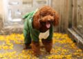 Top Trends in Dog Clothes for Small Dogs: Stylish Outfits for Your Pooch