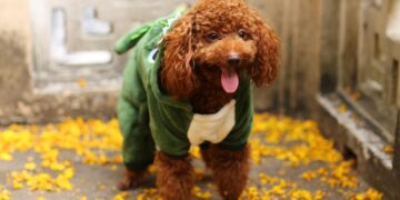 Top Trends in Dog Clothes for Small Dogs: Stylish Outfits for Your Pooch