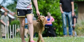 Exploring the Best Free Dog Training Near Me: A Comprehensive Guide