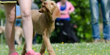 Top Local Experts in Dog Potty Training Near Me: Find the Best Support