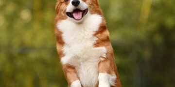 Top Picks: Good Dog Breeds for Families with Kids