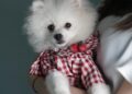 Top Trends in Small Dog Jumpers for Stylish Pets