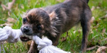 Unlock Fun: The Ultimate Guide to Outdoor Dog Toys