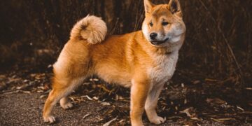 Top Picks for the Best Dog Breeds for Family Pets: Find Your Perfect Match