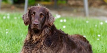 Adopting a Labrador Retriever? Essential Tips Every New Owner Should Know