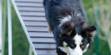 Top Benefits of Enrolling in the Dog School Near Me