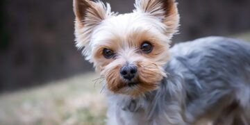 Understanding Your Dog's Behavioral Changes and Their Health Implications