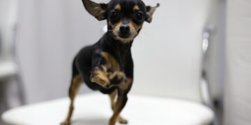 Top Benefits of Puppy Teething Toys for Your New Pet