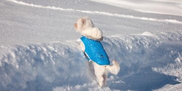 Top Trends in Dress for Pets: Keep Your Furry Friends in Style