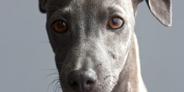 Top Choices for Security: The Best Dog Breeds for Family Protection