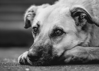 Top Mistakes to Avoid: Dog Training Tips for Beginners