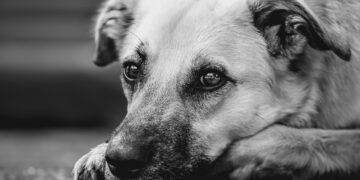 Top Mistakes to Avoid: Dog Training Tips for Beginners
