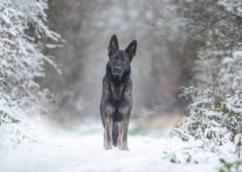 The Benefits of Mental Health Exercises in Dog Wellness