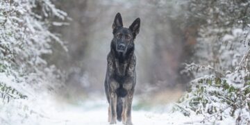 The Benefits of Mental Health Exercises in Dog Wellness