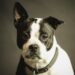 The Top Benefits of Organic Dog Health Food Explained