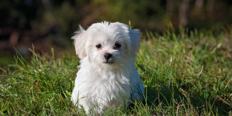 The Essential Guide to Dog Health Care for New Pet Owners