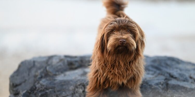 Unlock the Secrets to a Happier Pet: Essential Dog Tips and Facts Every Owner Should Know