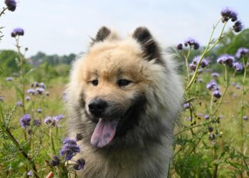 The Ultimate Guide to Canine Care: Vital Dog Tips and Facts for New Owners