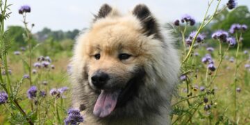 The Ultimate Guide to Canine Care: Vital Dog Tips and Facts for New Owners