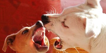How to Address Aggressive Dogs Through Effective Behavior Training