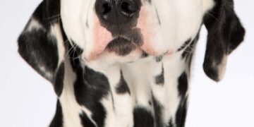 Safe and Sound: Essential Dog Tips for Fireworks Anxiety