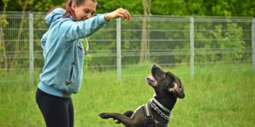 Understanding Dog Aggression: Training Near You to Ensure Safety