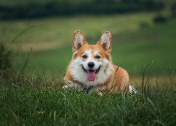 Dog Health Food Trends: What's New for Canine Nutrition in 2023?