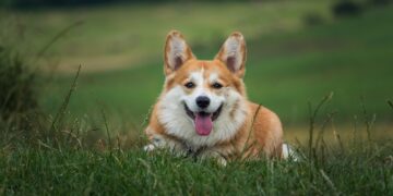 Dog Health Food Trends: What's New for Canine Nutrition in 2023?