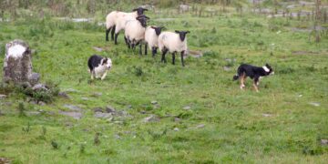 How to Manage Dog Behavior Change After Vaccination: Expert Tips