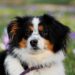 How Diet Influences Your Dog's Health and Wellbeing