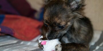 The Ultimate Guide to Choosing the Best Dog Ball Toys for Different Breeds